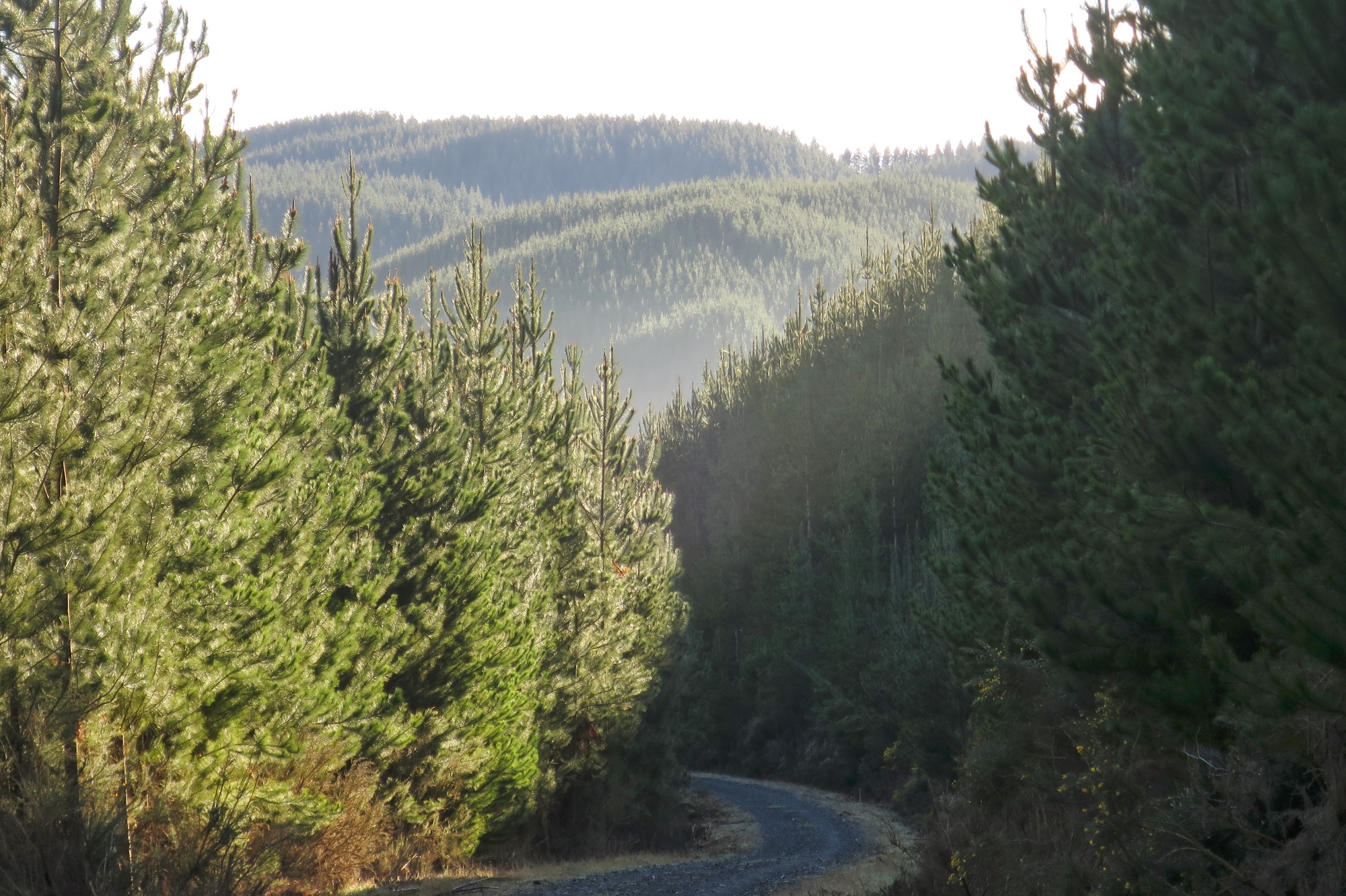 Forestry in New Zealand - Forest Road